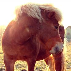 Shetlænder Præstegårdens Trille