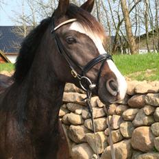 Welsh Partbred (Sec F) Hollywoods Bobby Brown