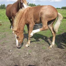 Anden særlig race Di Amanda