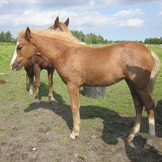 Anden særlig race Di Amanda