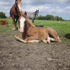 Anden særlig race Di Amanda