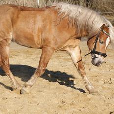 Haflinger Ariel-I *Avlshingst*