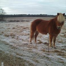 Islænder Bjarmi fra Tothat (den bedste)
