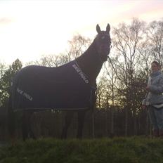 Standardbred en bukse Frøkjær