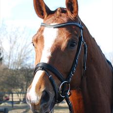 Dansk Varmblod Windy