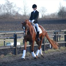 Dansk Varmblod Windy