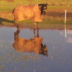 Oldenborg Okholms Gaia