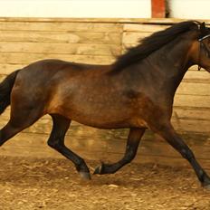 Dartmoor muehlenmoor sandrina<3