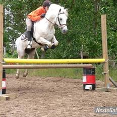 Hollandsk Sportspony Grey hound