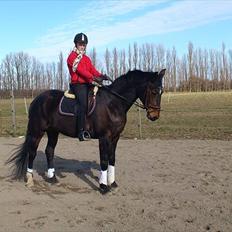 Westfaler Dolce Vita