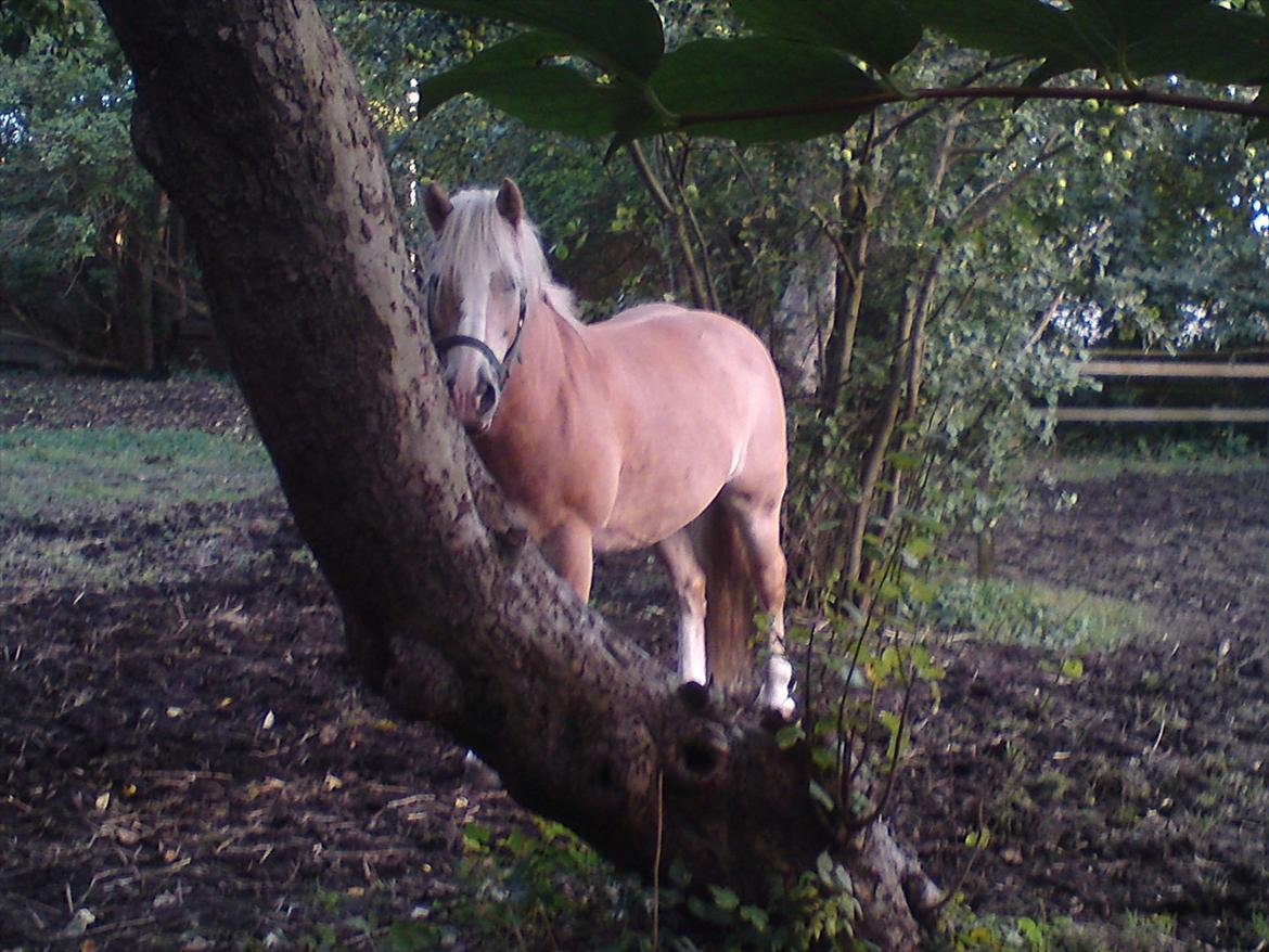 Tyroler Haflinger Elghusets Wallow billede 5