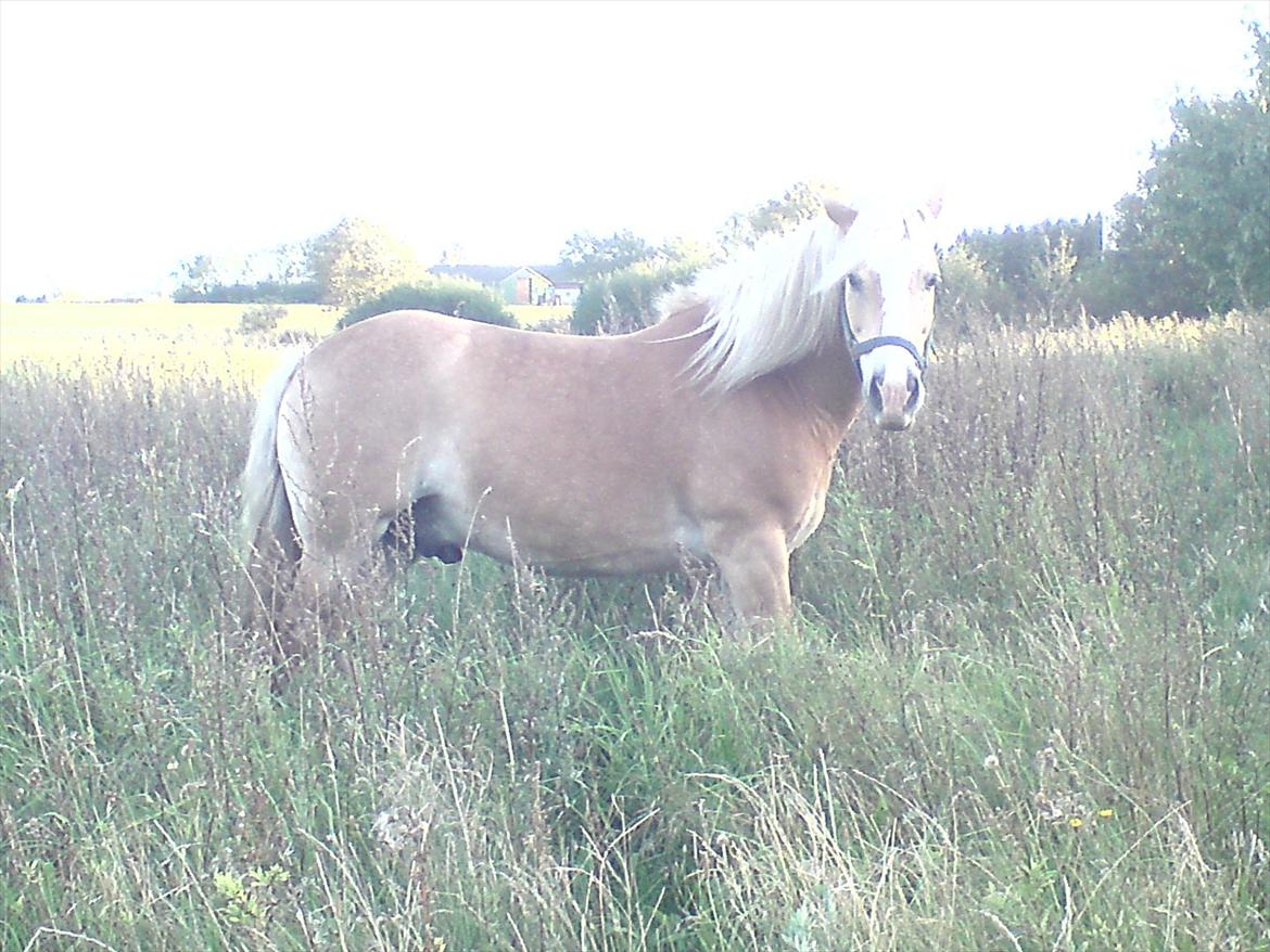 Tyroler Haflinger Elghusets Wallow billede 6