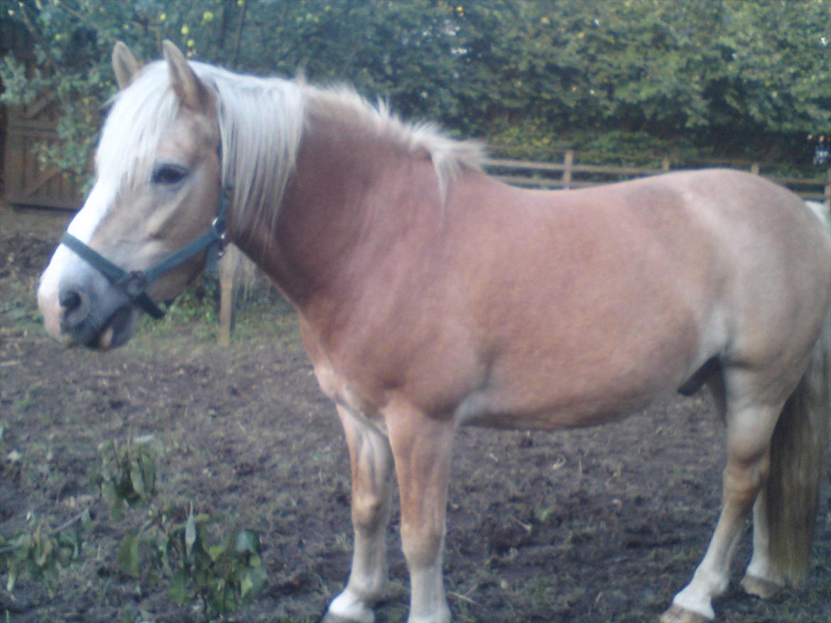 Tyroler Haflinger Elghusets Wallow billede 7