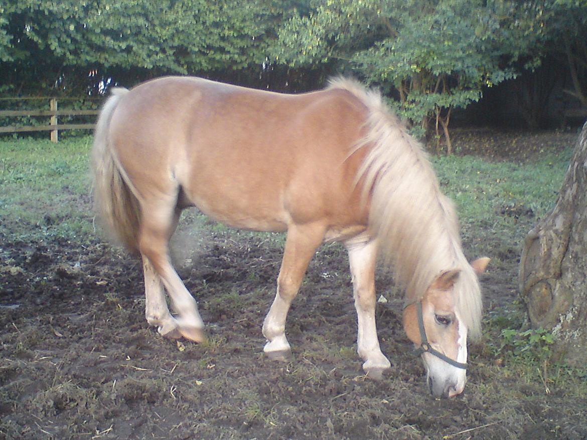 Tyroler Haflinger Elghusets Wallow billede 8