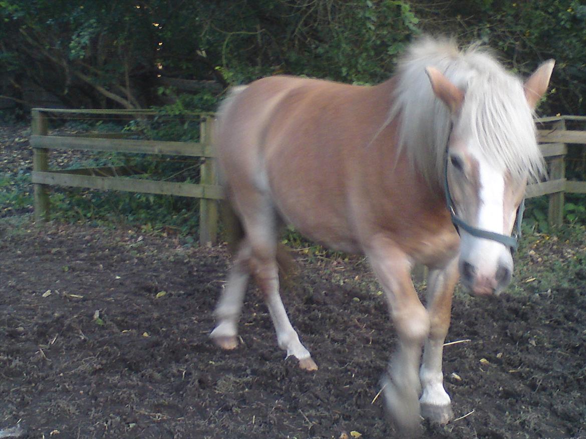 Tyroler Haflinger Elghusets Wallow billede 9