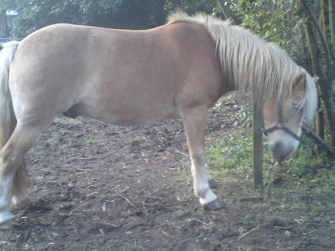 Tyroler Haflinger Elghusets Wallow billede 10