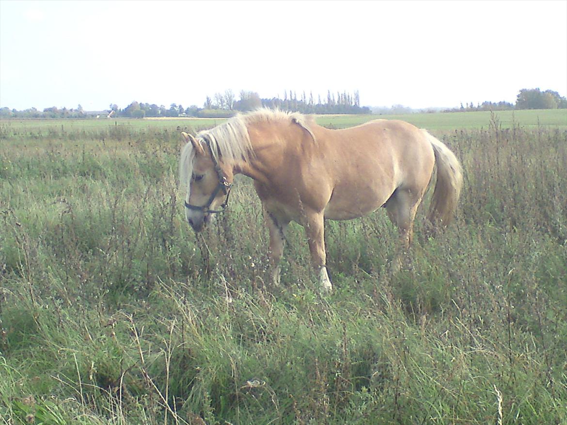 Tyroler Haflinger Elghusets Wallow billede 11