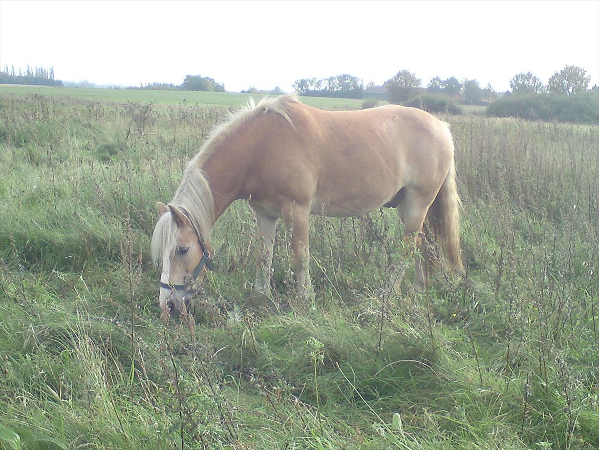 Tyroler Haflinger Elghusets Wallow billede 12