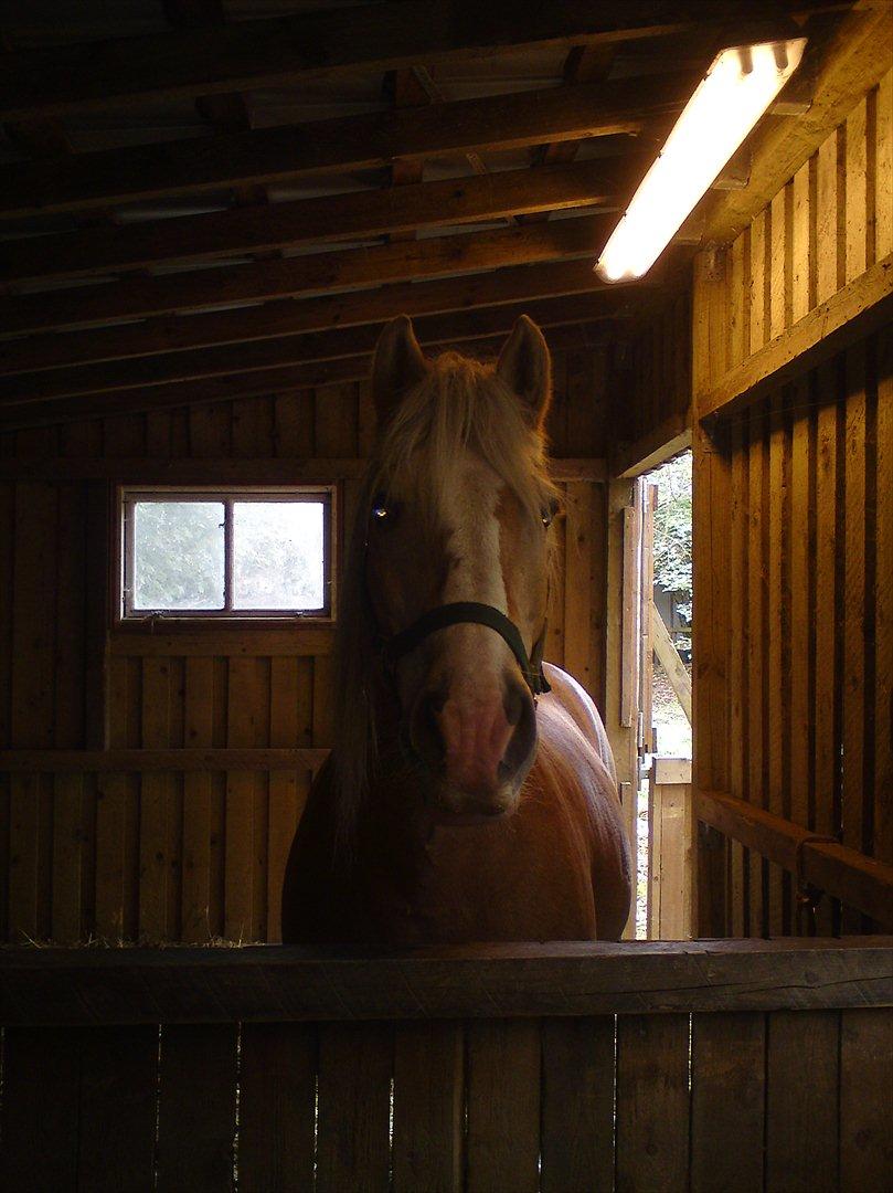 Tyroler Haflinger Elghusets Wallow billede 13