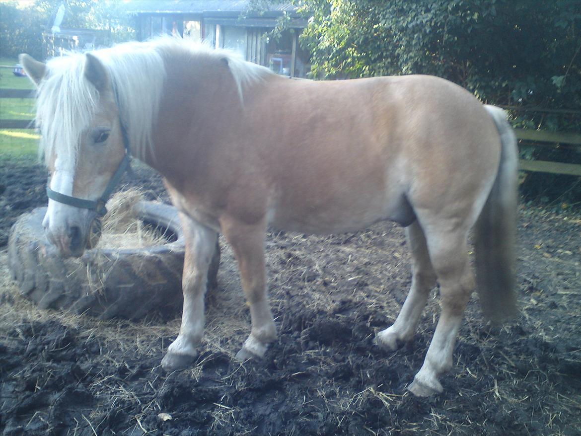 Tyroler Haflinger Elghusets Wallow billede 14