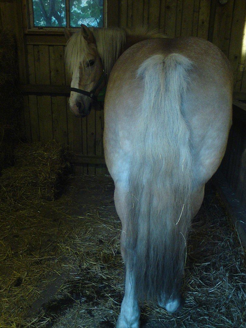 Tyroler Haflinger Elghusets Wallow billede 15