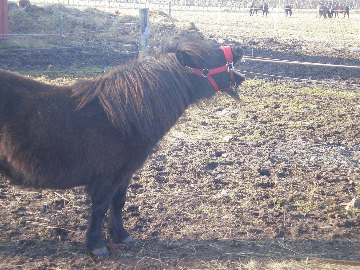 Shetlænder Kirkebakkens Regina ( Rille) - ggggaaaabbb!!!!!!
 taget d. 01 -03-12. billede 18