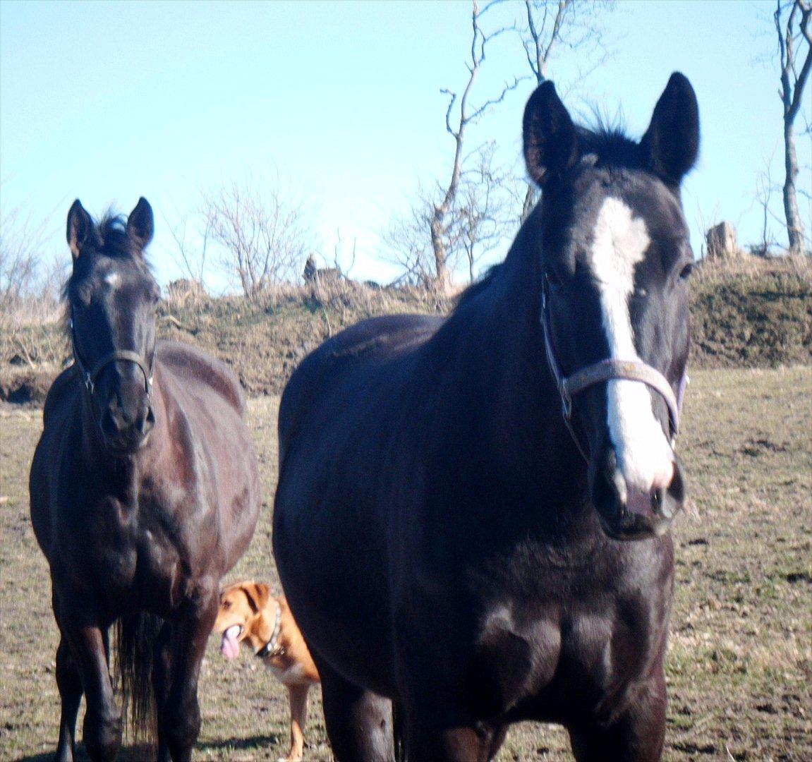 Oldenborg Stald Kock´s Yasmin billede 11