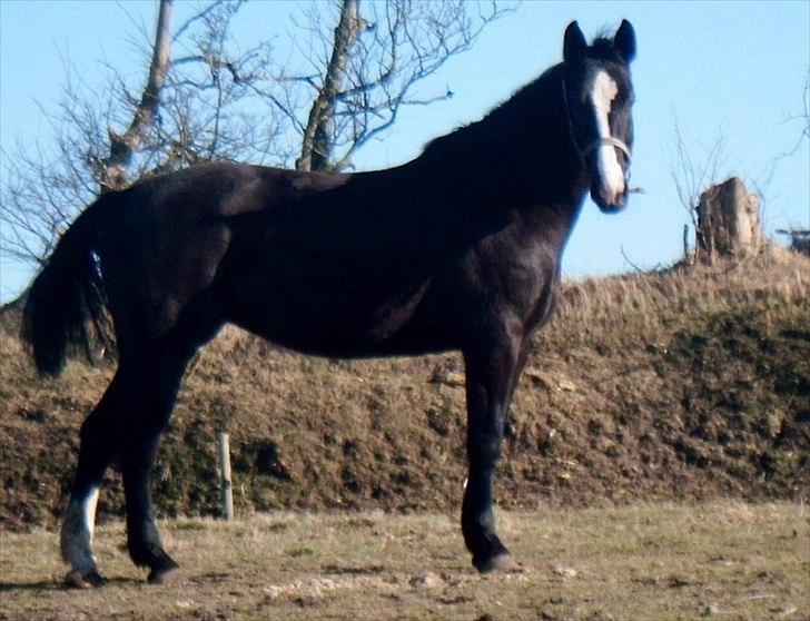 Oldenborg Stald Kock´s Yasmin billede 12