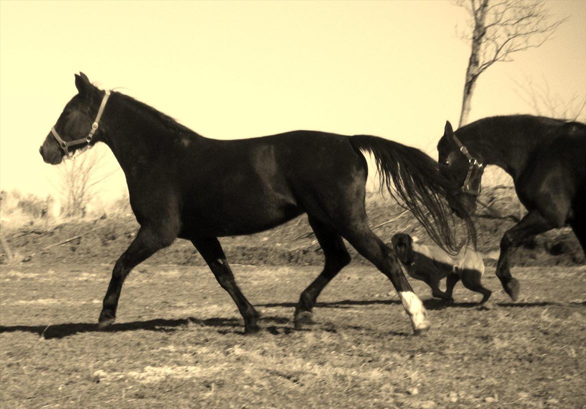 Oldenborg Stald Kock´s Yasmin billede 13