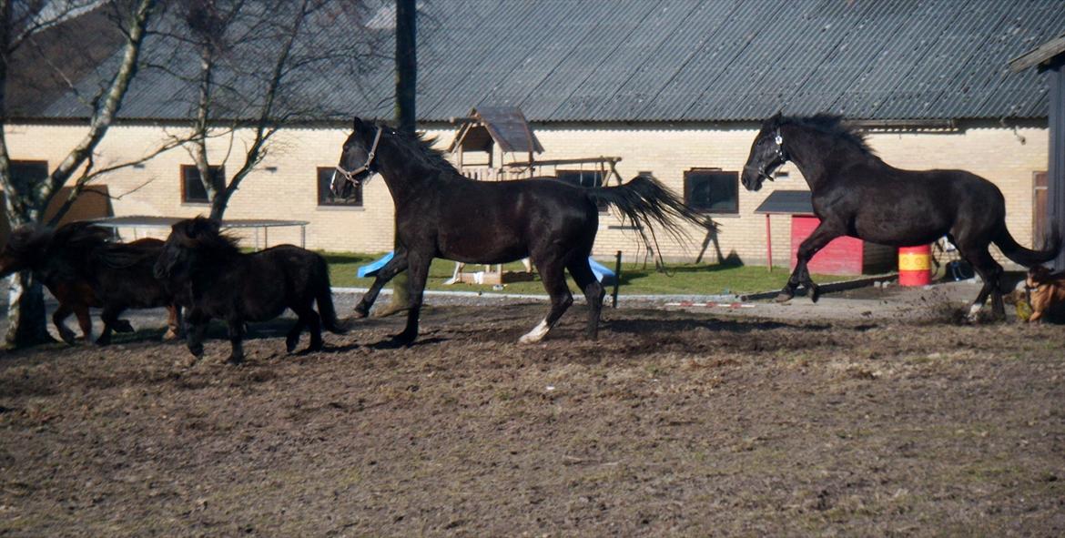 Oldenborg Stald Kock´s Yasmin billede 14