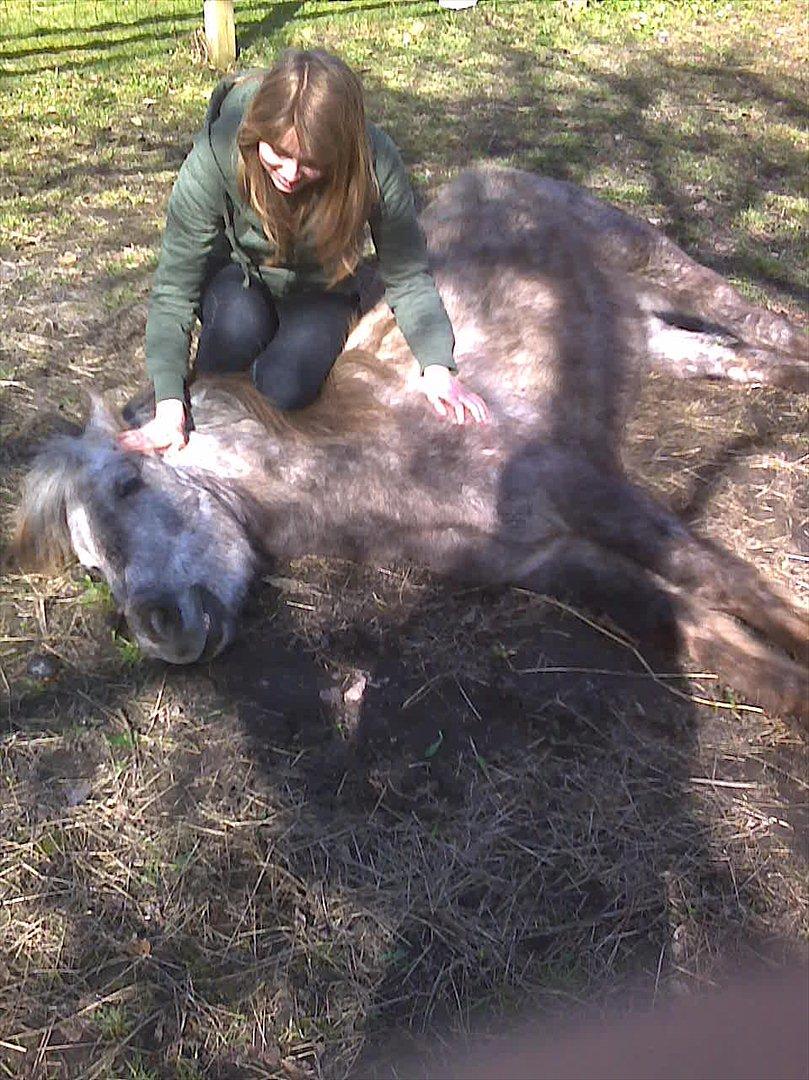 Anden særlig race Pepper - En meget beskidt Pepper, der "leger" død på folden. ;) billede 12