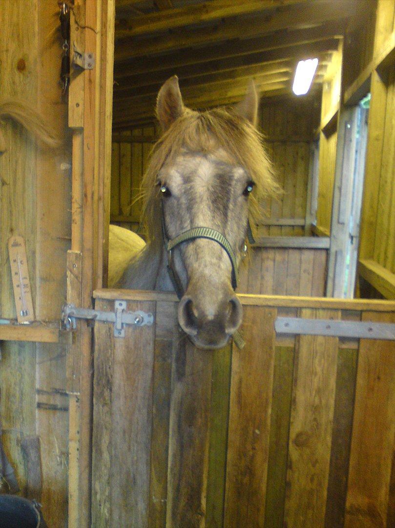 Anden særlig race Pepper billede 14