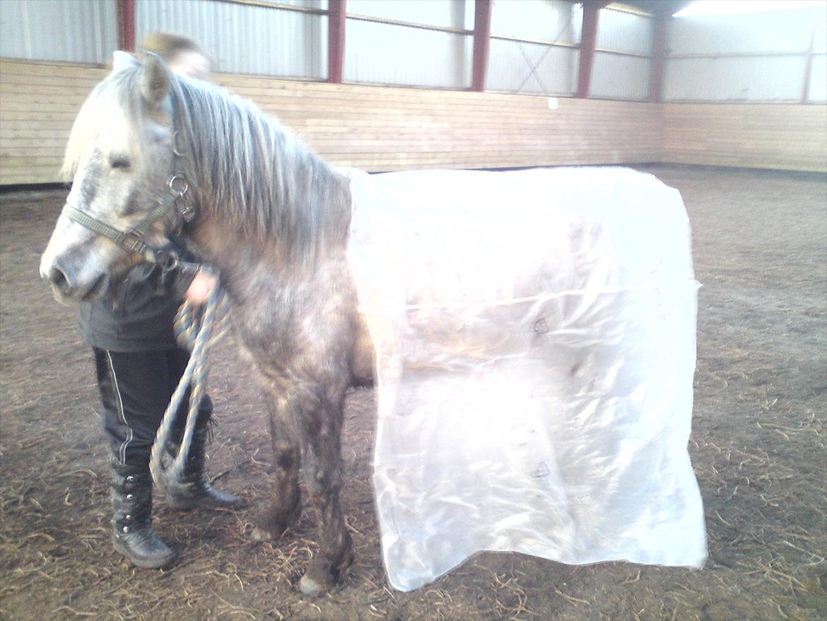 Anden særlig race Pepper - Første gang vi leger med plastik. Han er bare så sygtig. :D billede 15