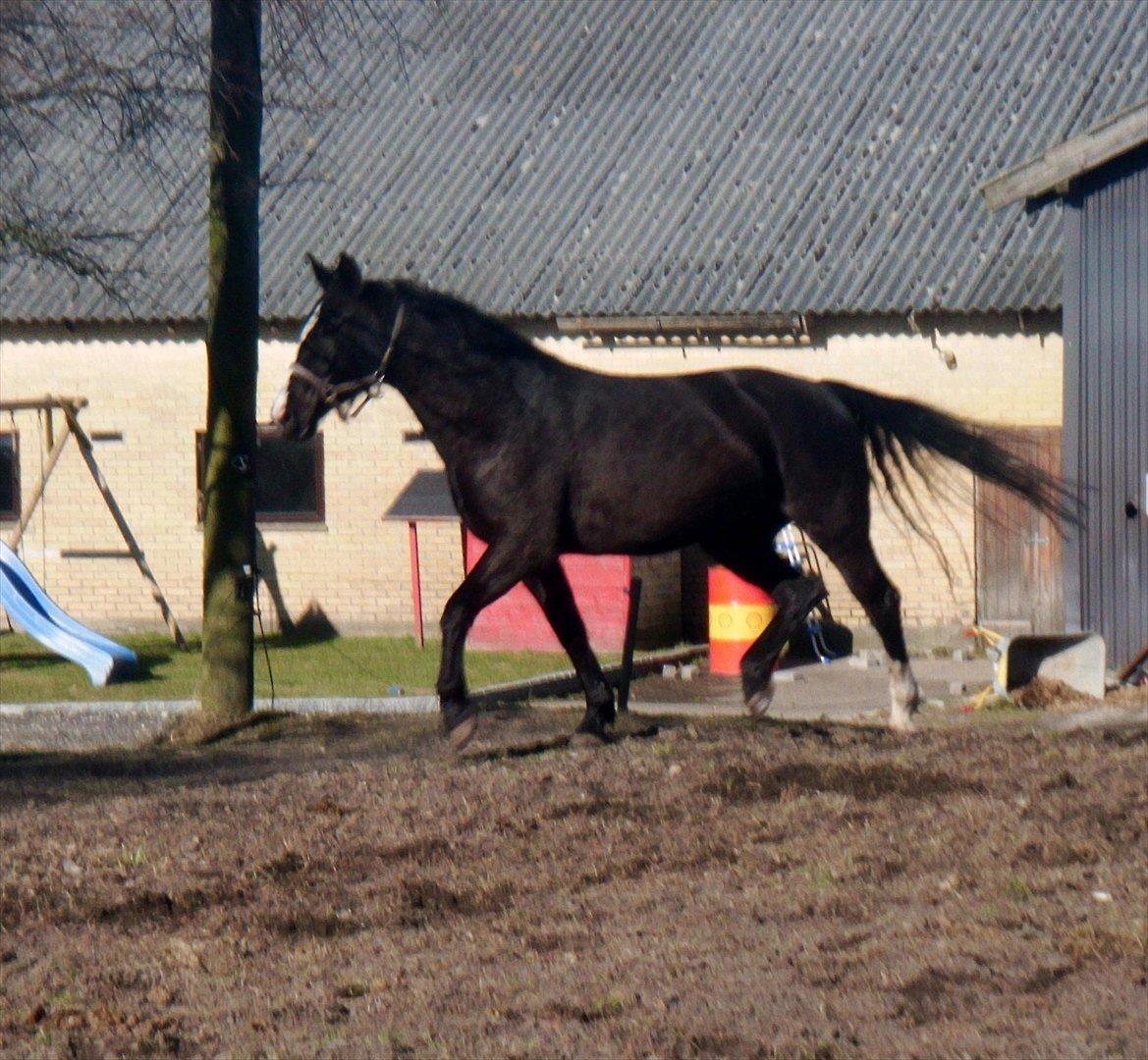 Oldenborg Stald Kock´s Yasmin billede 15