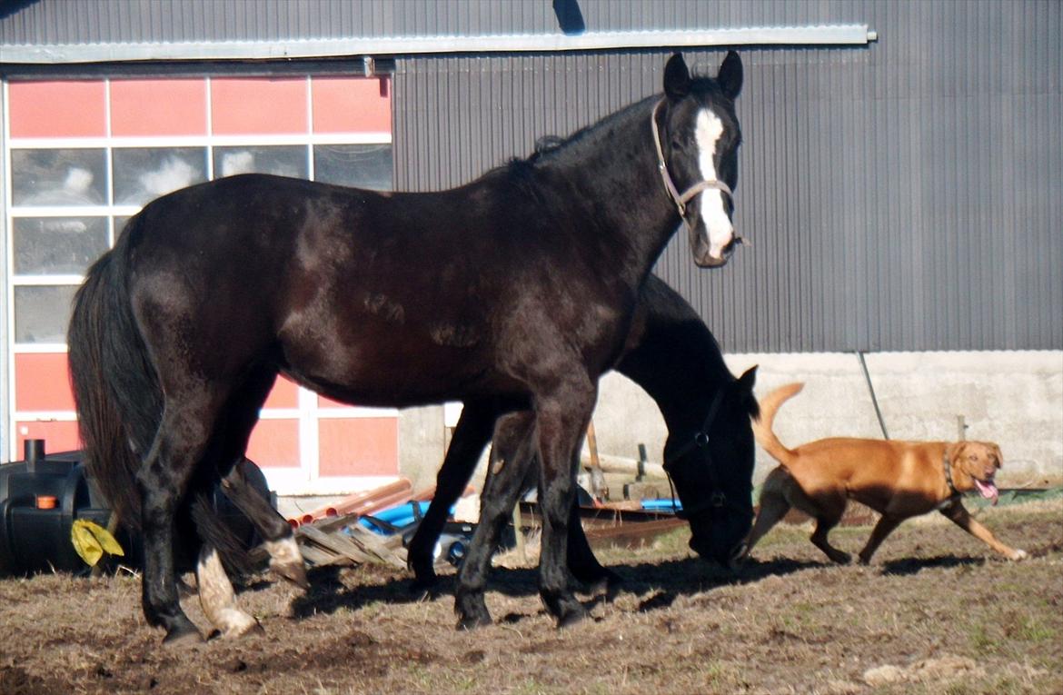 Oldenborg Stald Kock´s Yasmin billede 16