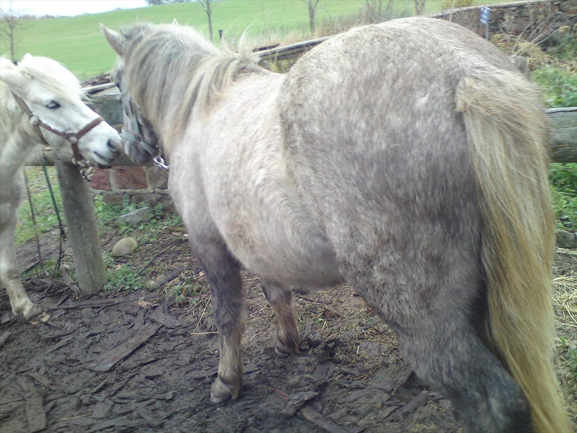 Anden særlig race Pepper billede 16