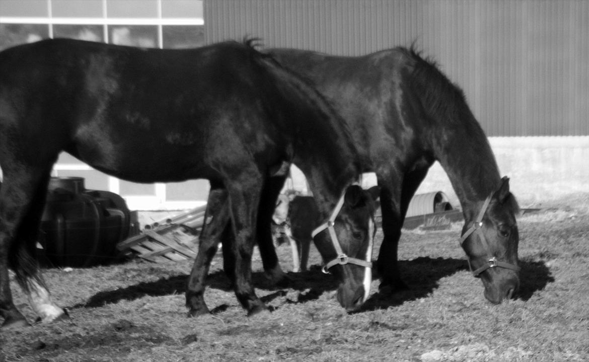 Oldenborg Stald Kock´s Yasmin billede 17