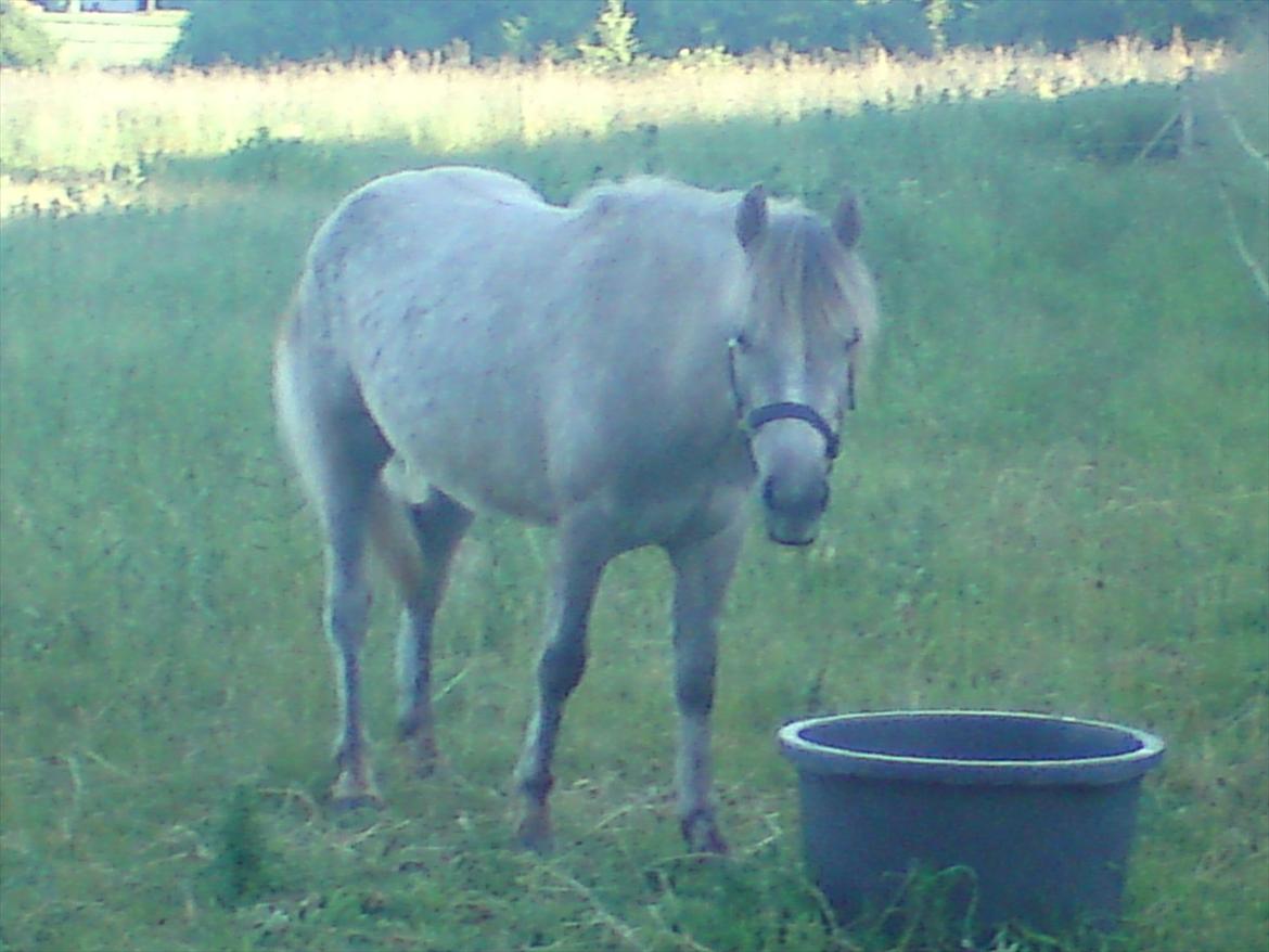 Anden særlig race Pepper billede 17
