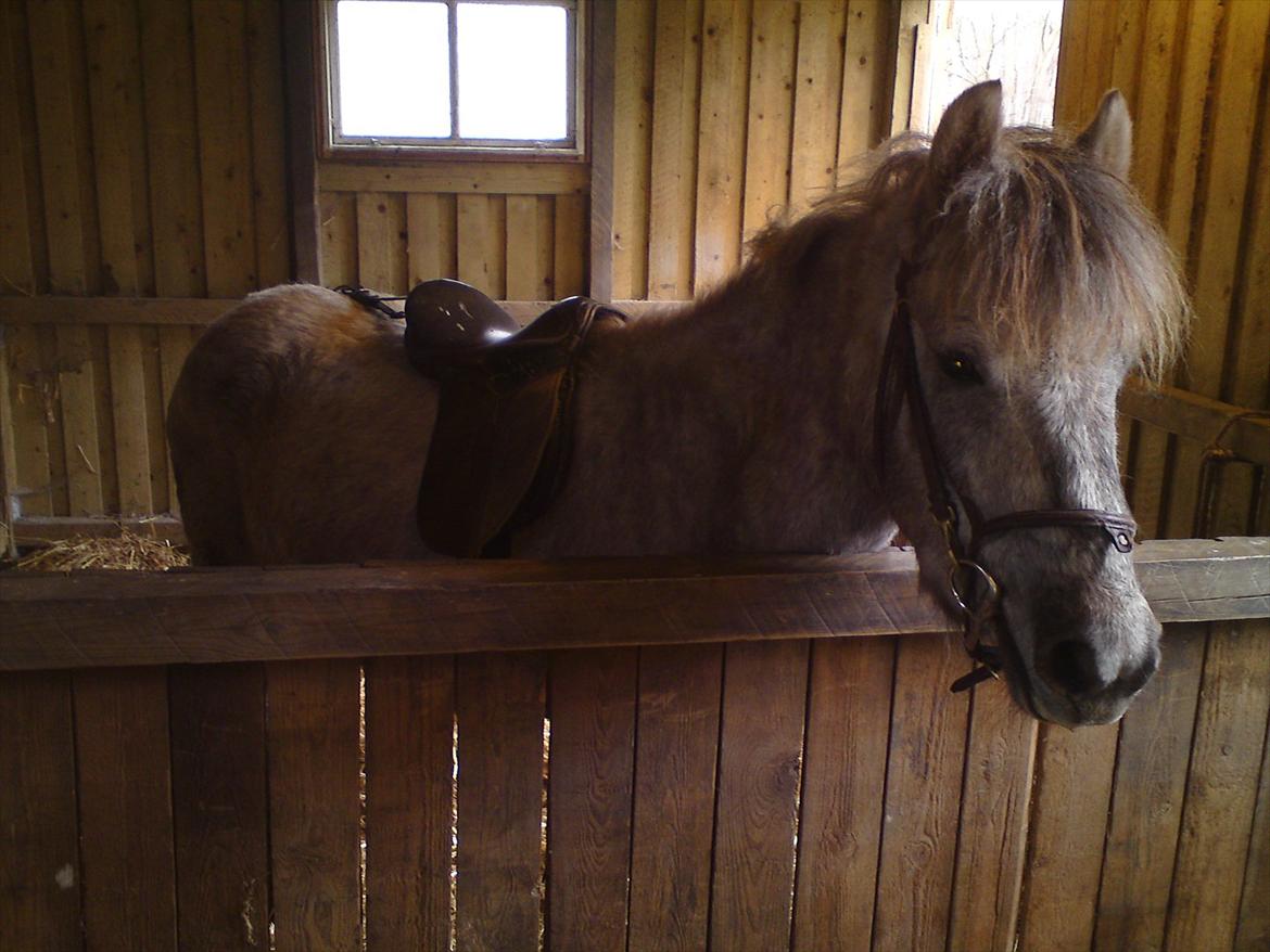 Anden særlig race Pepper - Første gang med sadel og hovedtøj på.  billede 18