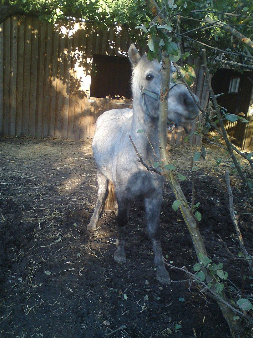 Anden særlig race Pepper billede 19