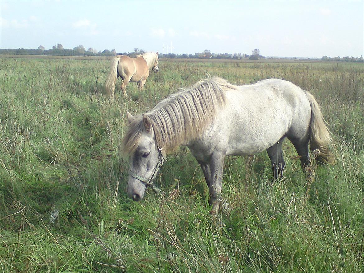 Anden særlig race Pepper billede 20
