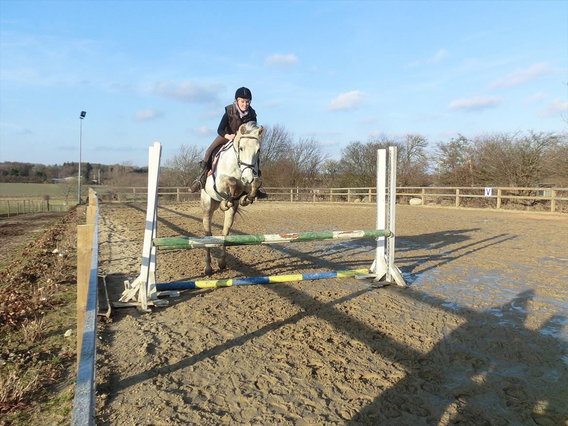 Anden særlig race Stella  - første springdag med Stella ca. 50 cm billede 11