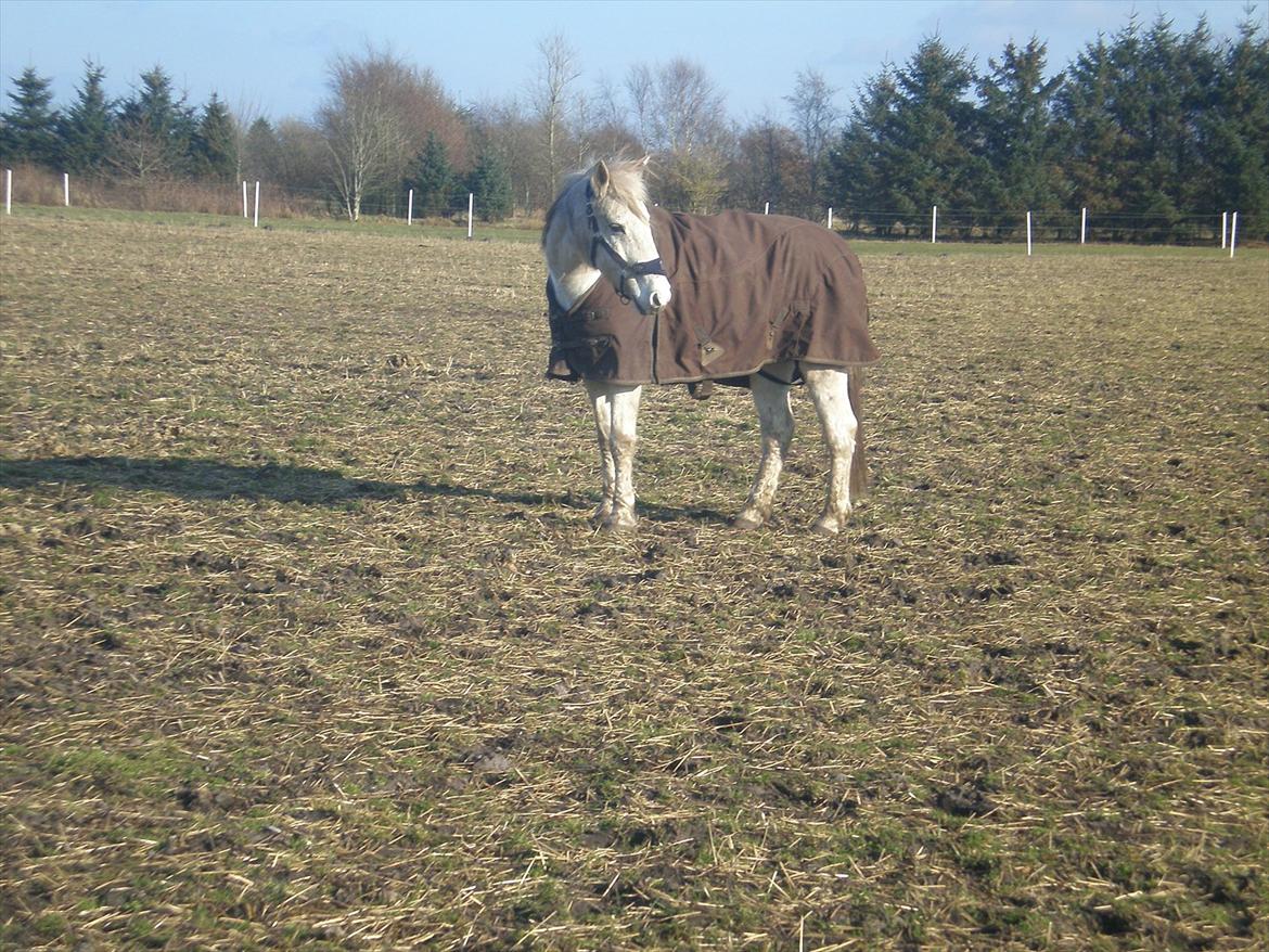 Connemara Hedegården's Sultan  [SAVNET UBESKRIVELIGT MEGET] - 
1.3.12 billede 3