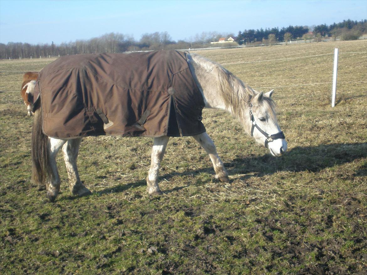 Connemara Hedegården's Sultan  [SAVNET UBESKRIVELIGT MEGET] - snif snif der noget der lugter godt her et sted ???
1.3.12 billede 10