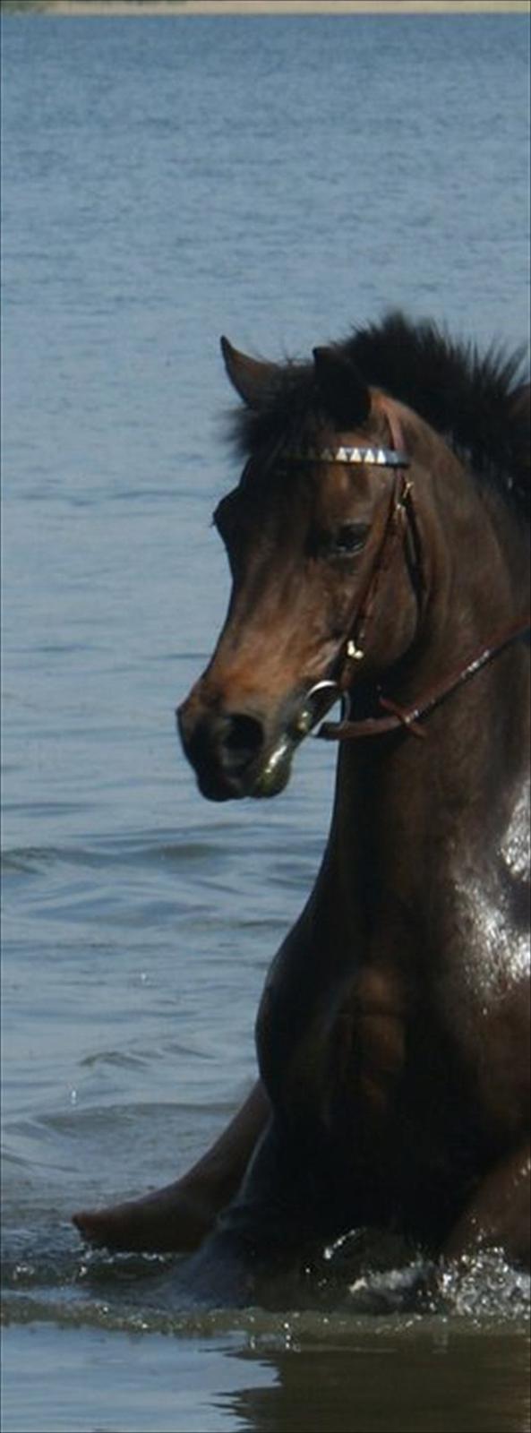 Norsk Sportspony Take A Chance - Du er verdens smukkeste dreng♥ billede 2