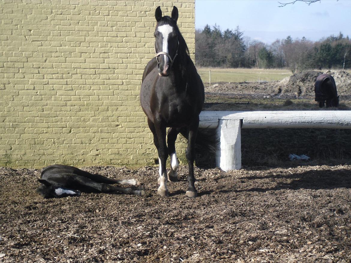 Anden særlig race Bønderskovgårds Arrina billede 10
