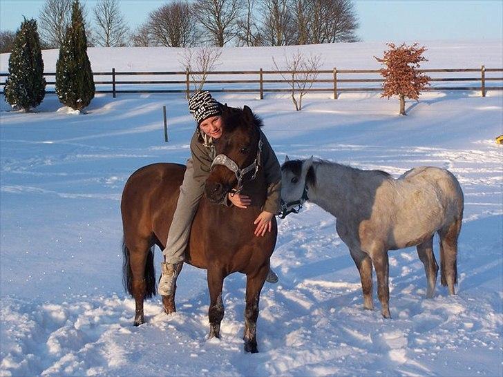 Norsk Sportspony Take A Chance billede 16