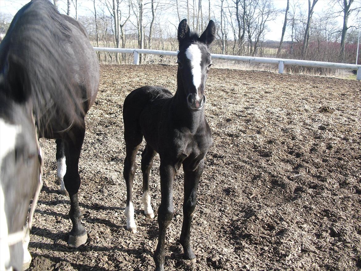 Anden særlig race Bønderskovgårds Arrina billede 15