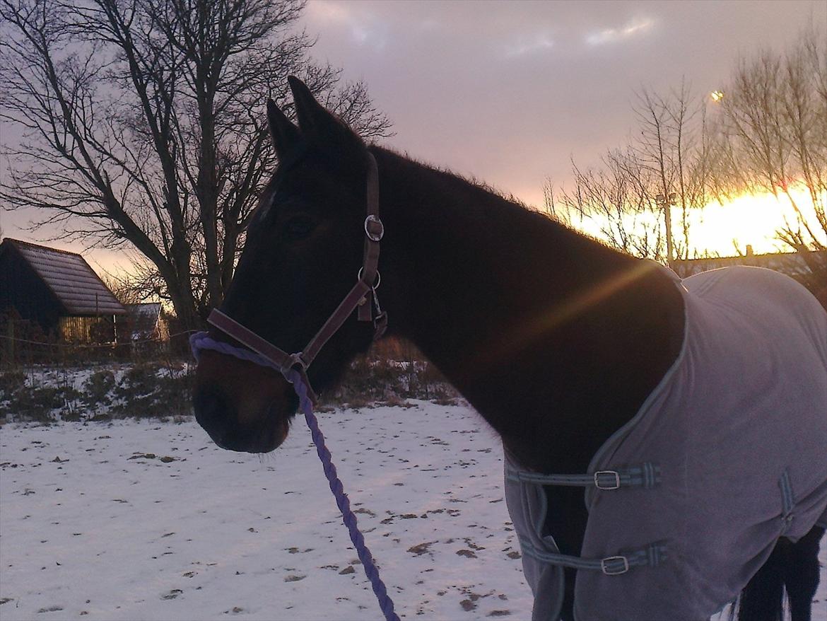 Traver Harley r.i.p min skat billede 13