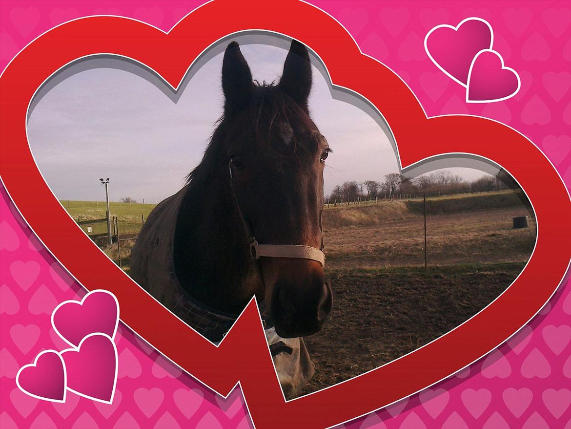 Traver Harley r.i.p min skat billede 14